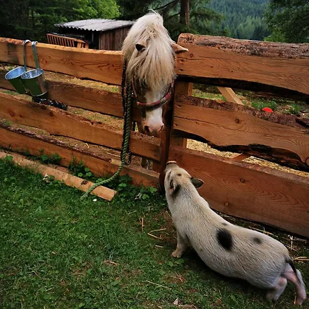 Schell-hütte Campingplatz *