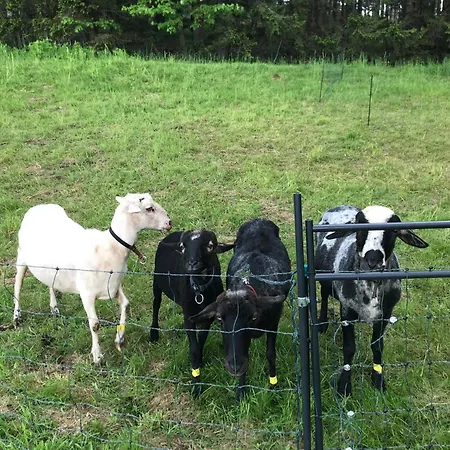 Schell-huette Kemping *