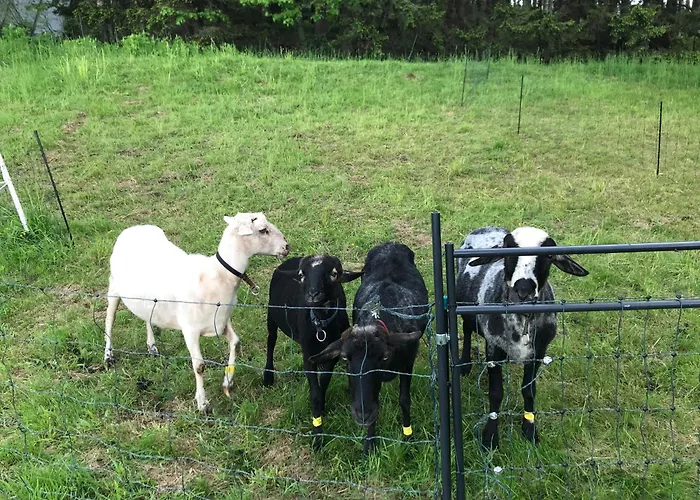 Schell-huette Kemping *